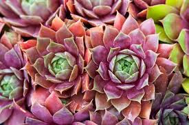 Product: Hens and Chicks (Sempervivum)